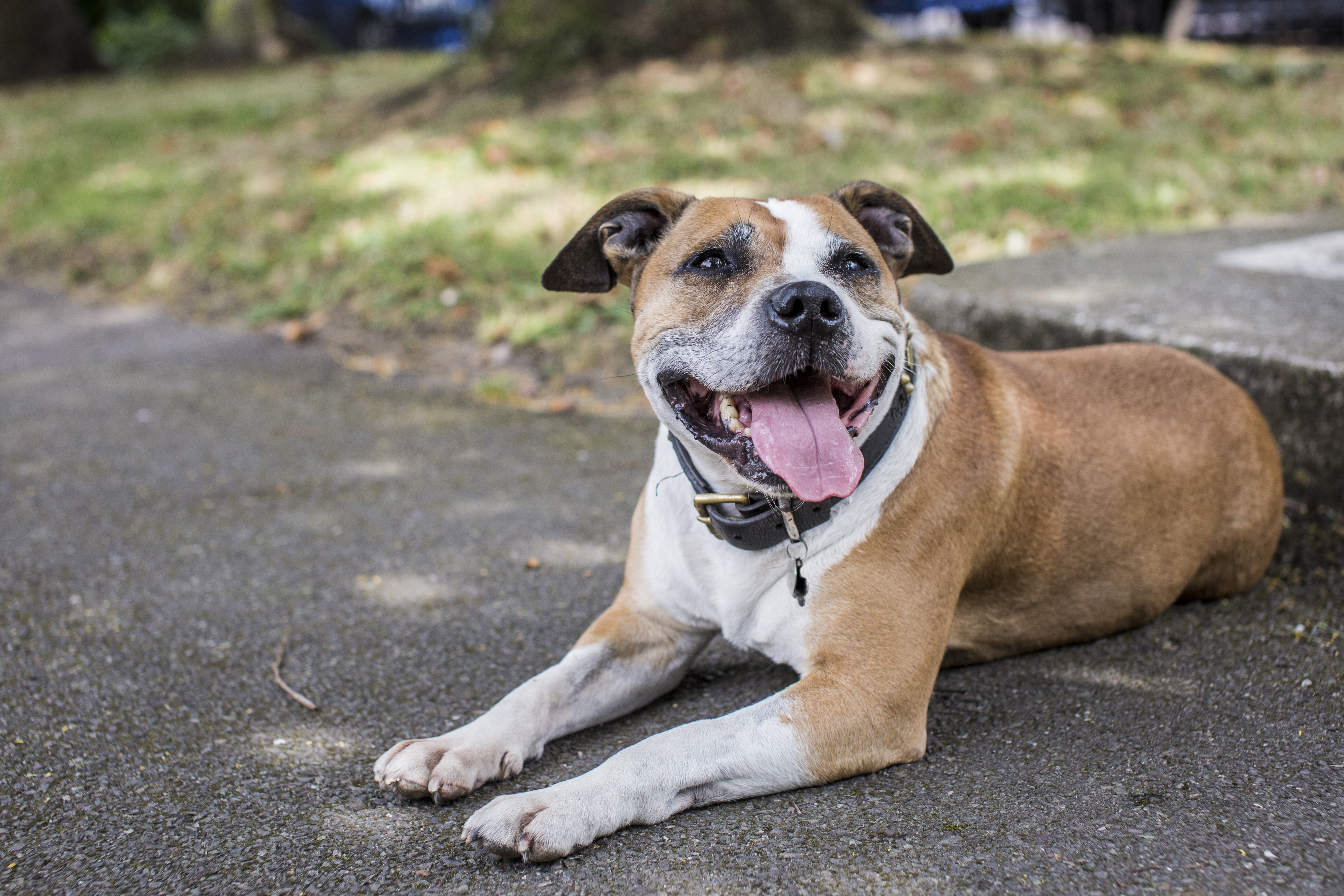 Dog teeth outlet treatment